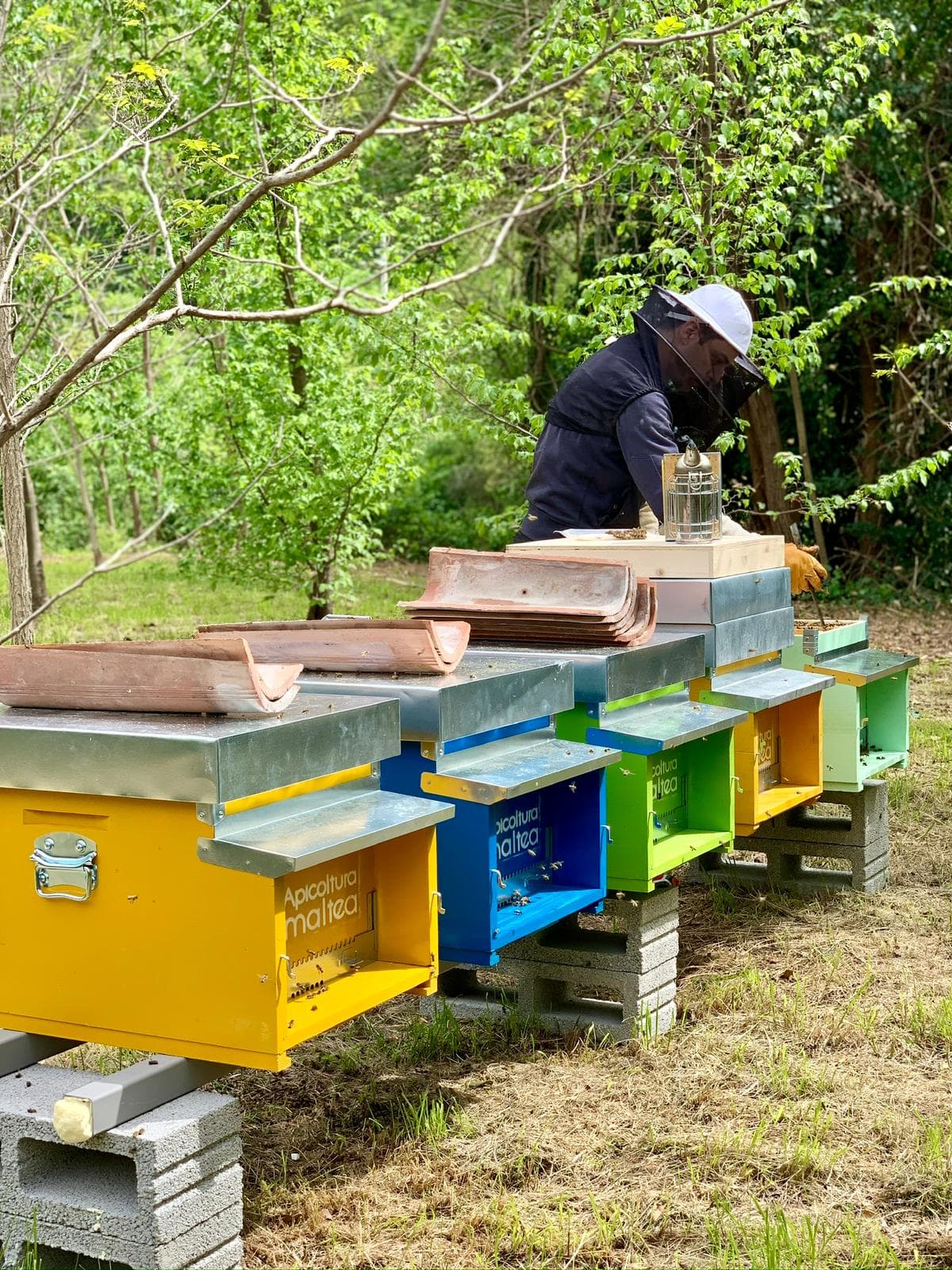Apicoltore Amaltea al lavoro tra le arnie